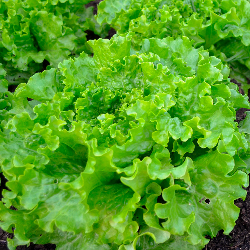 Lechuga Batavia