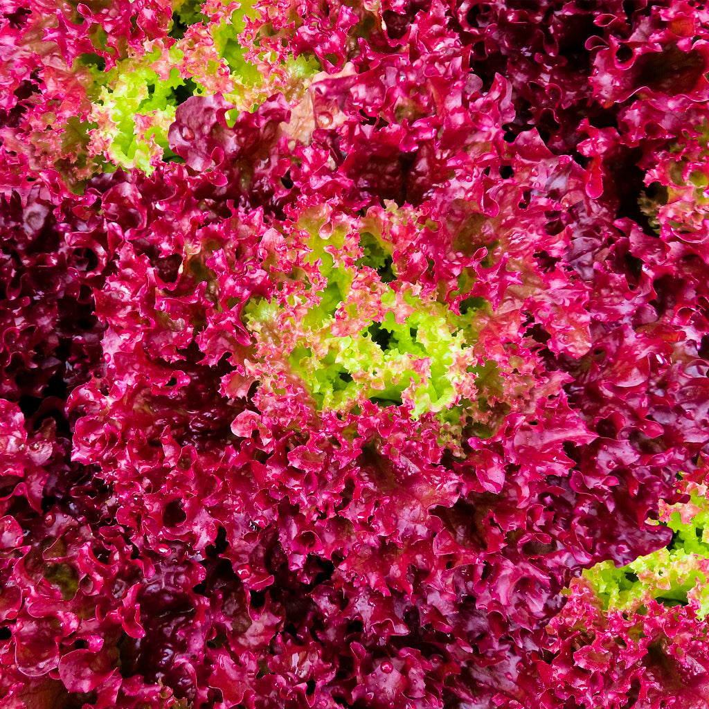 Lechuga Lollo Rosso