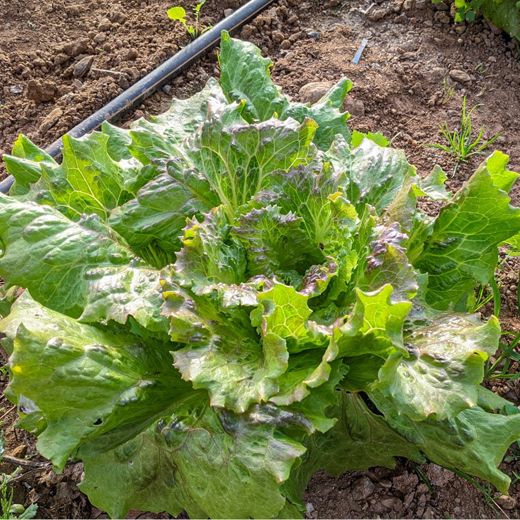 Lechuga Maravilla