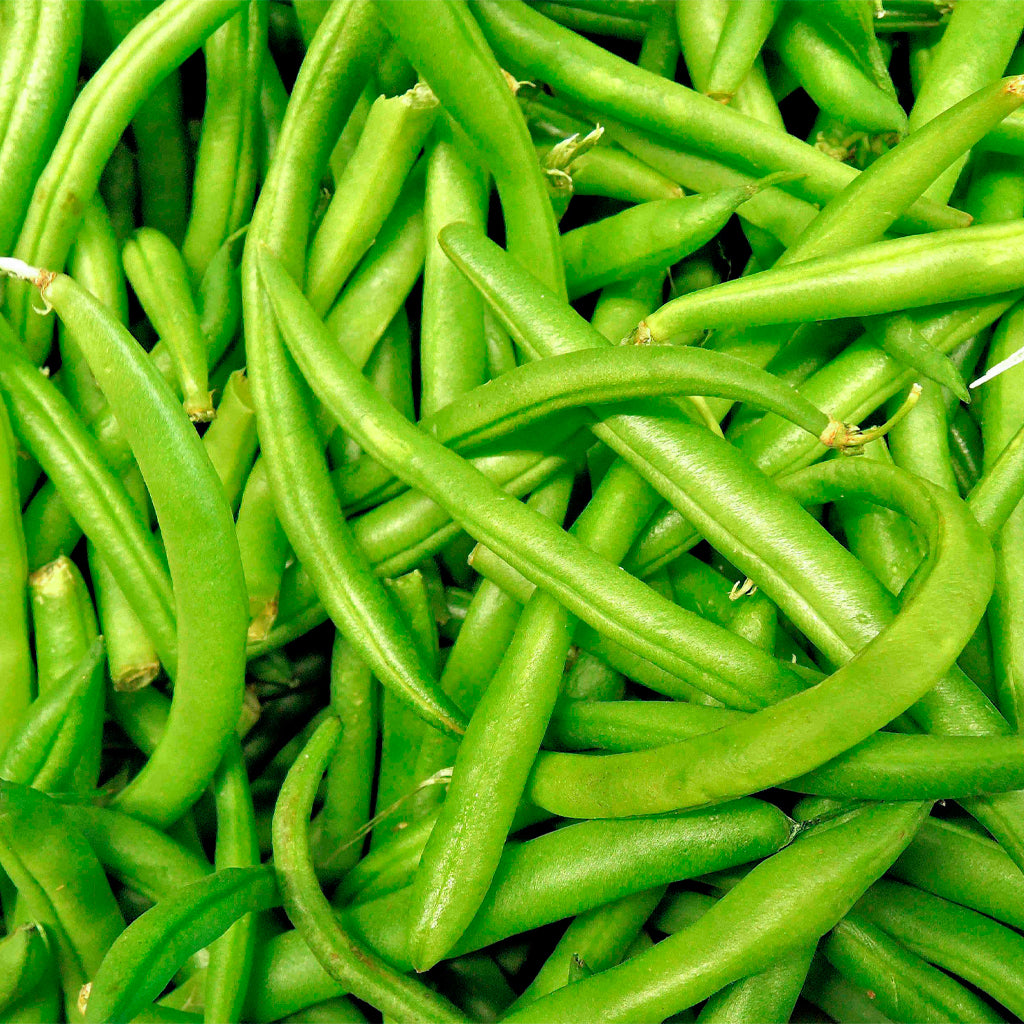 Mongeta Rodona de Mata Alta