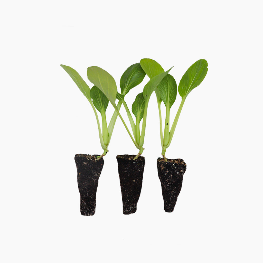 Pak Choi