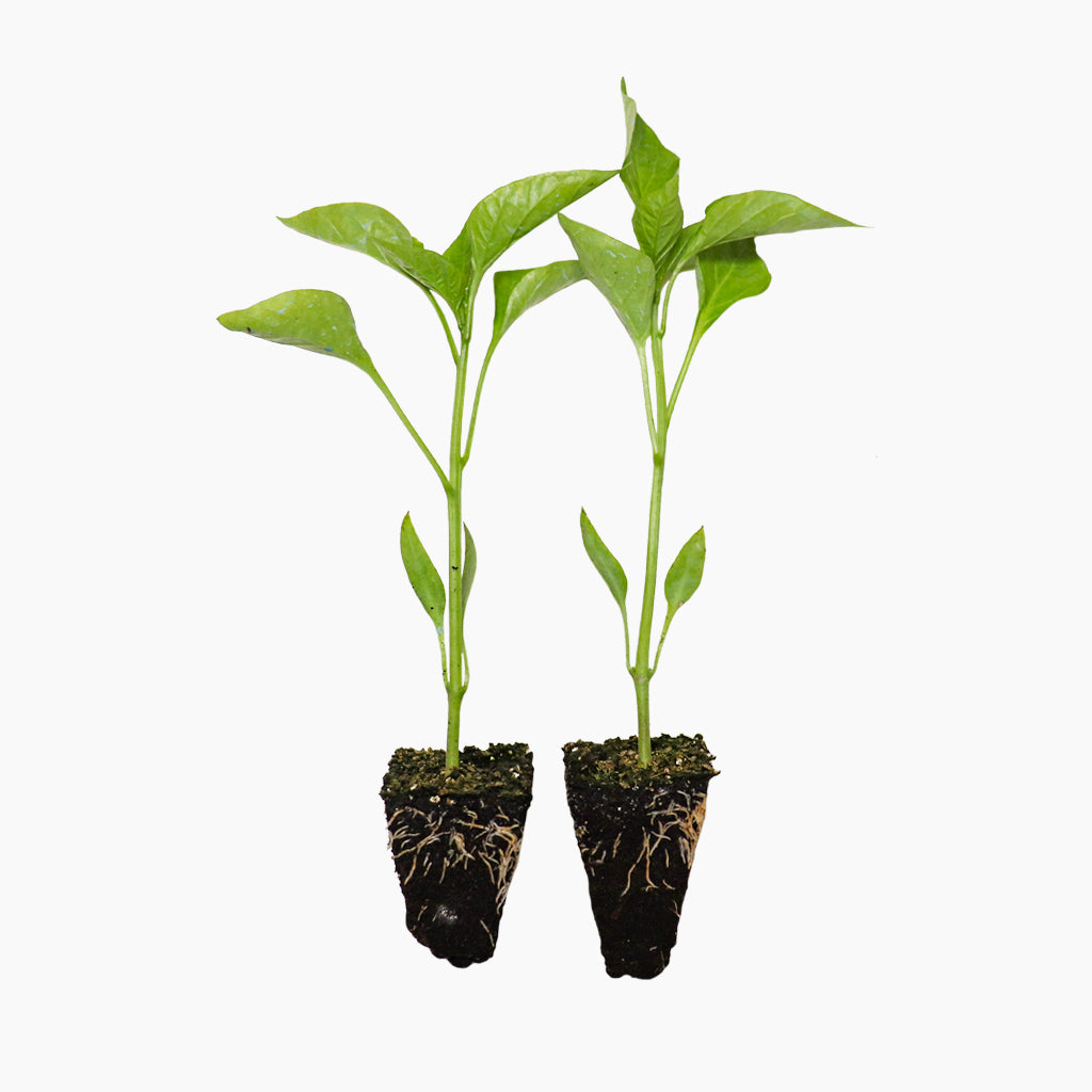 Pimiento Verde