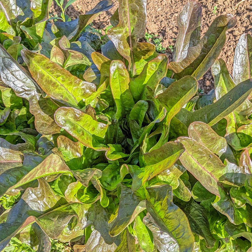 Enciam Fulla de Roure Espasa