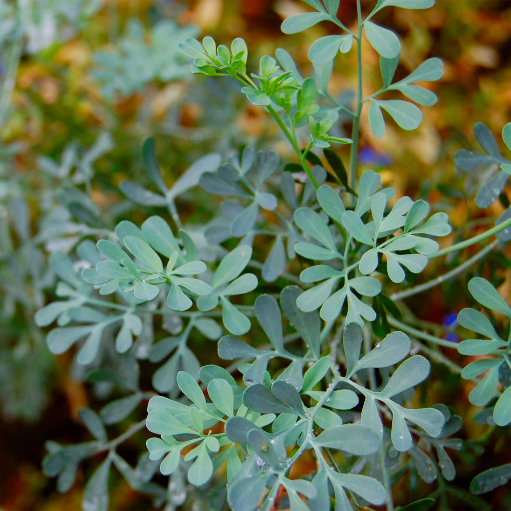 Compra Ruda online en tienda de plantas medicinales y hierbas aromáticas PlantaBo