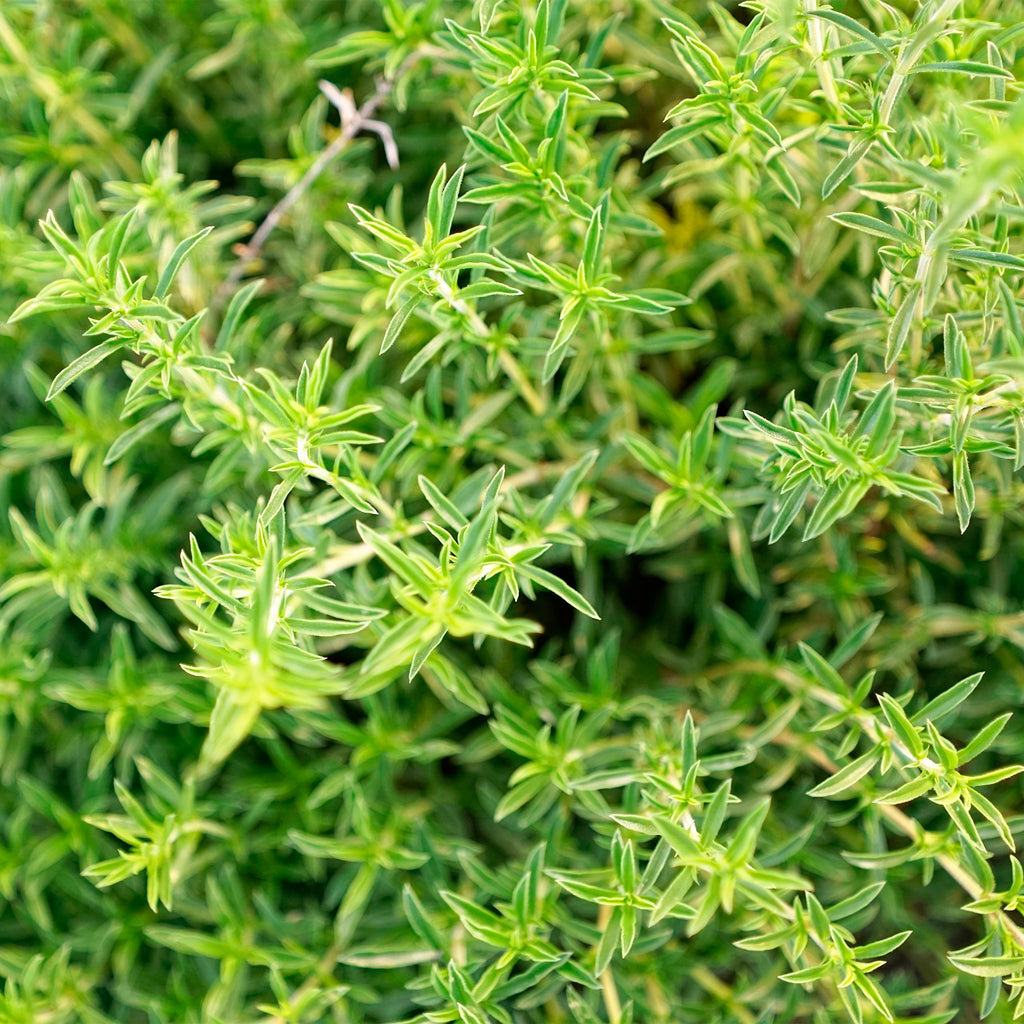 Ajedrea