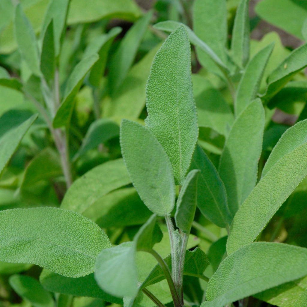 Compra Sàlvia Verda online a la botiga de plantes medicinals i aromàtiques PlantaBo