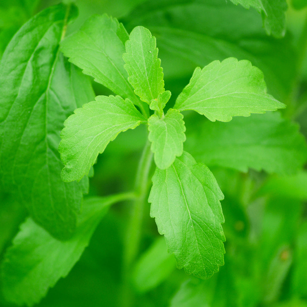 Compra Estevia online en tienda de plantas medicinales y hierbas aromáticas PlantaBo