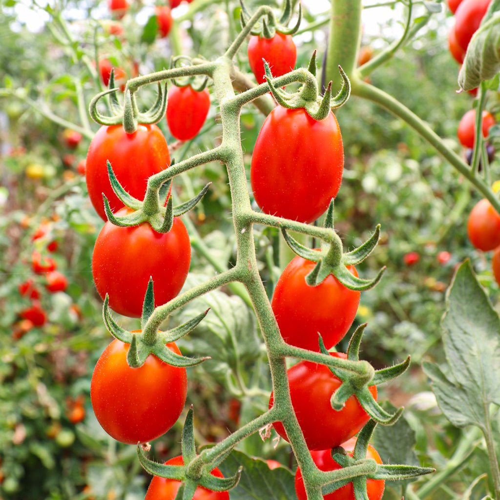 Tomate Cherry Pera Rojo