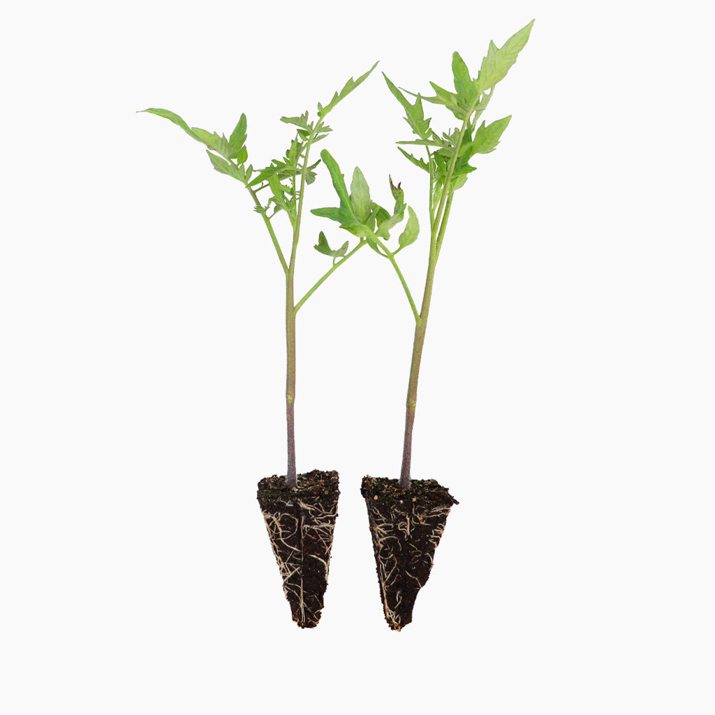 Tomate Palosanto