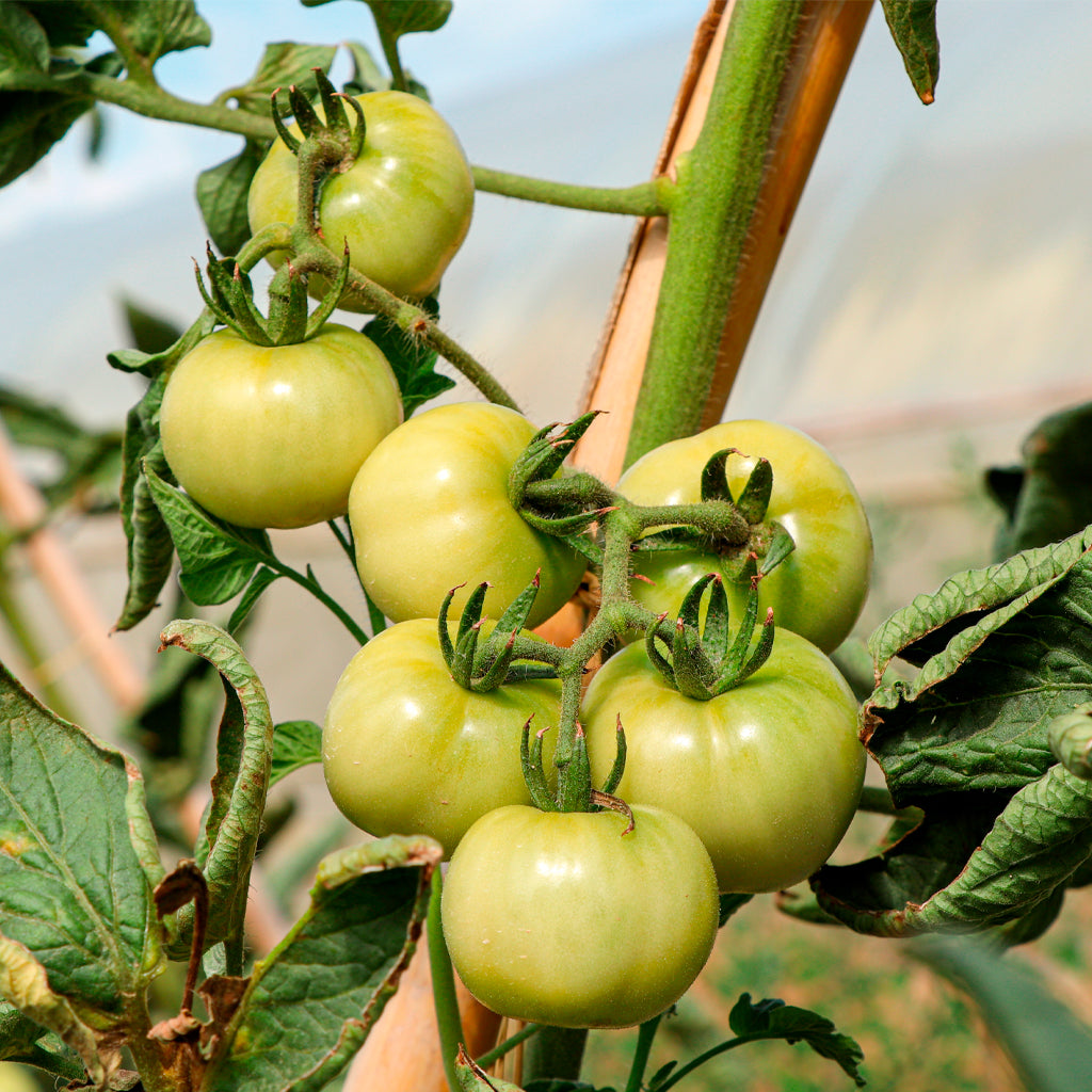 Tomate Penjar Patatera