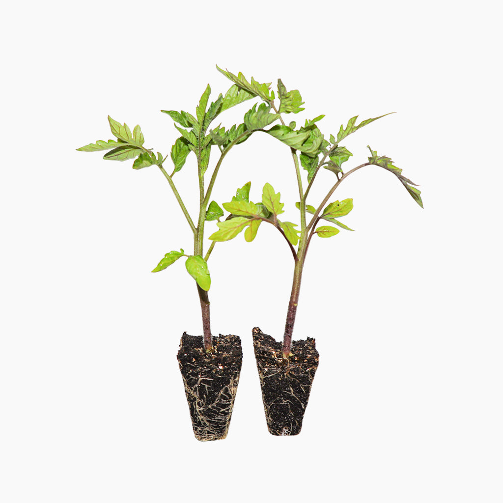 Tomate Híbrido