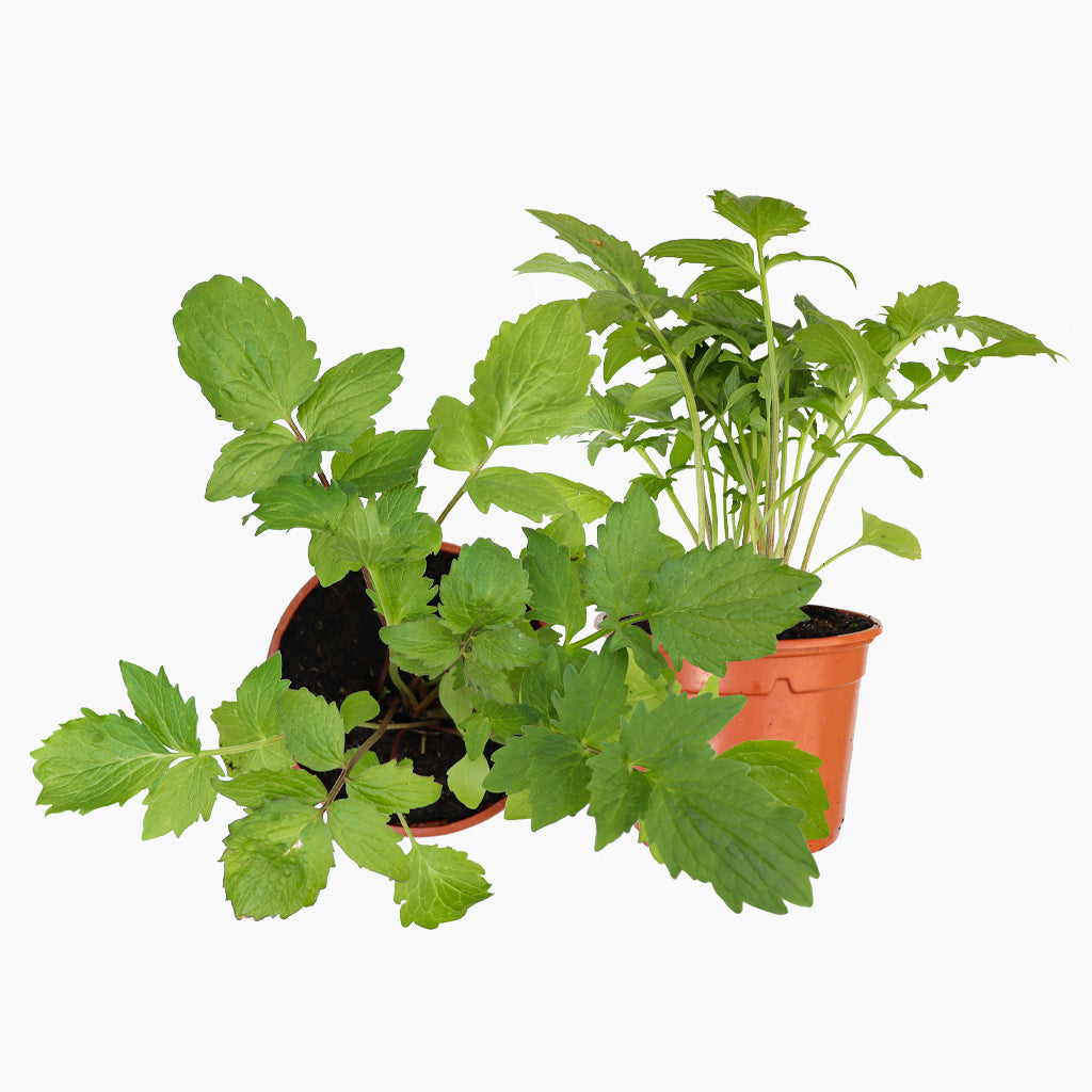 Valeriana