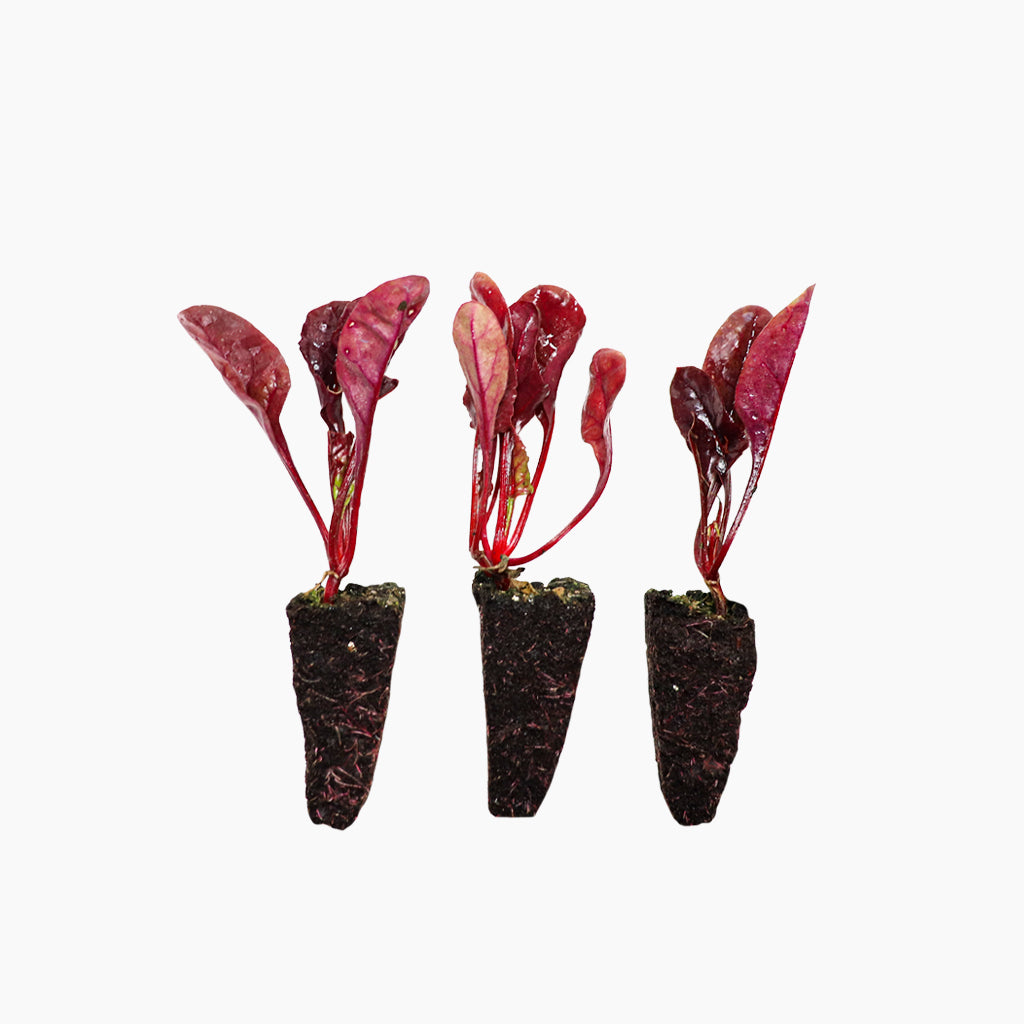 Bleda Vermella