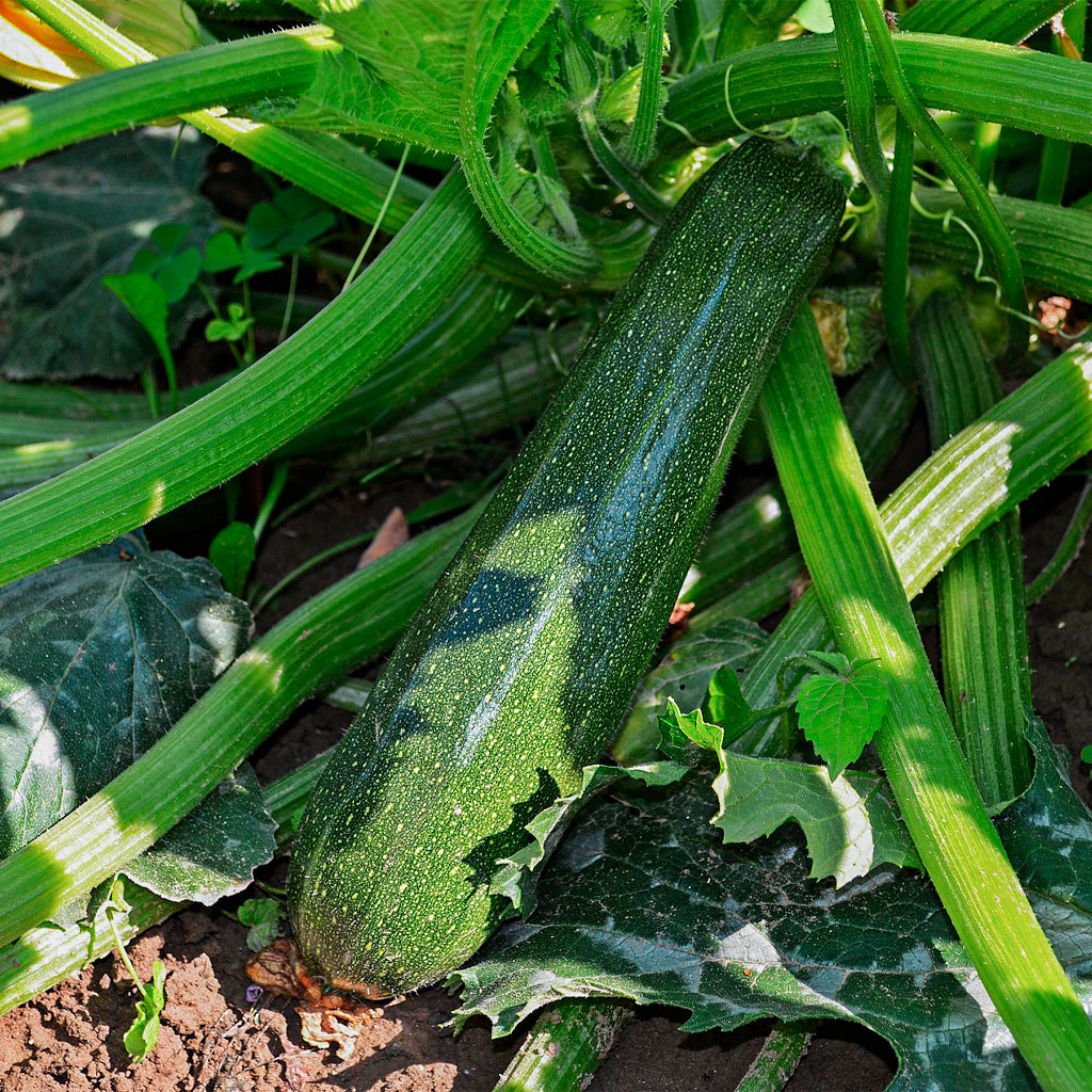 Calabacín Largo Verde