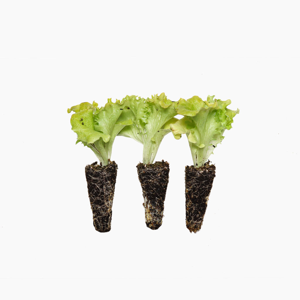 Lechuga Lollo Bionda