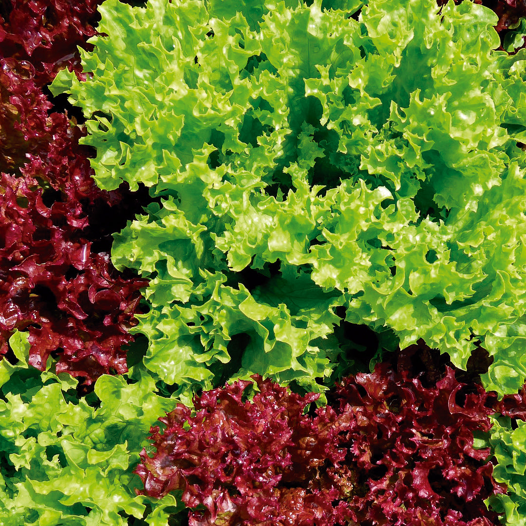 Lechuga Lollo Bionda - PlantaBo