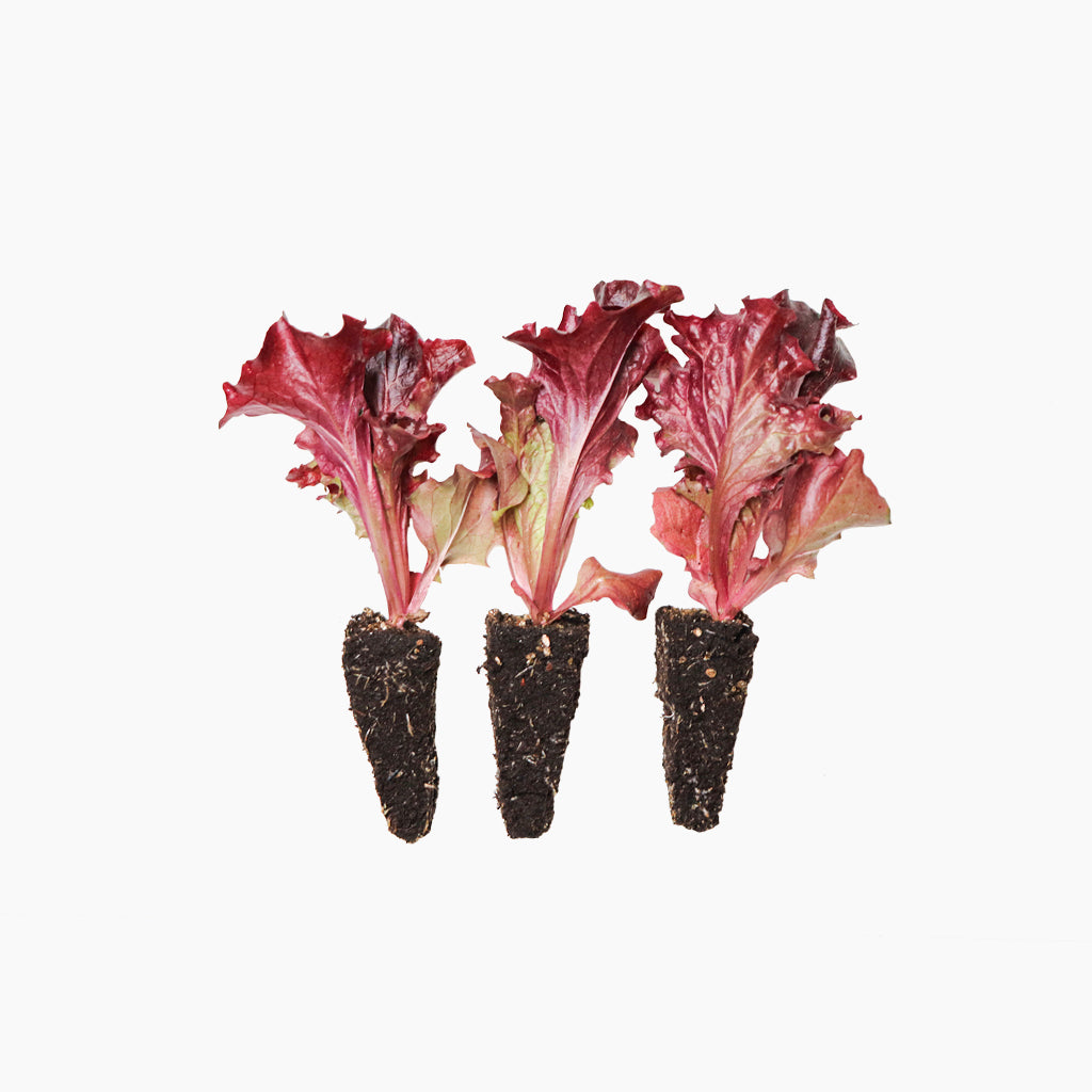 Lechuga Lollo Rosso