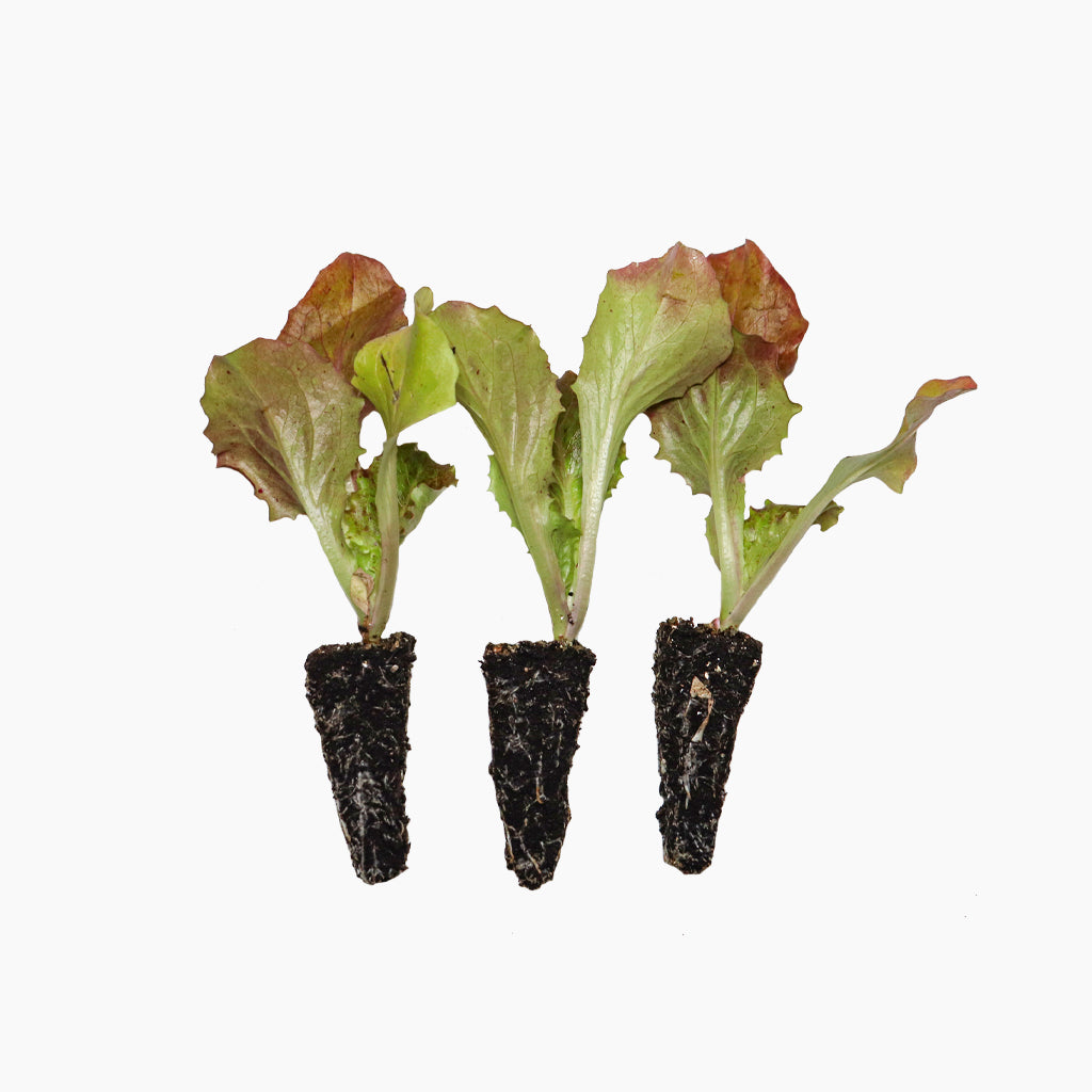 Lechuga Maravilla