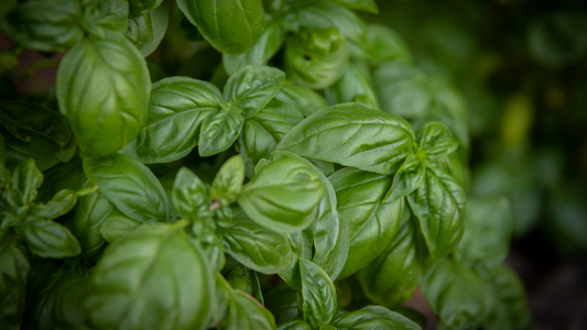 Cómo conservar Albahaca Fresca durante todo el año