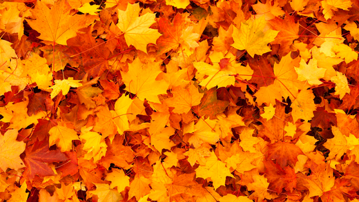 ¿Qué Cultivar en Otoño?