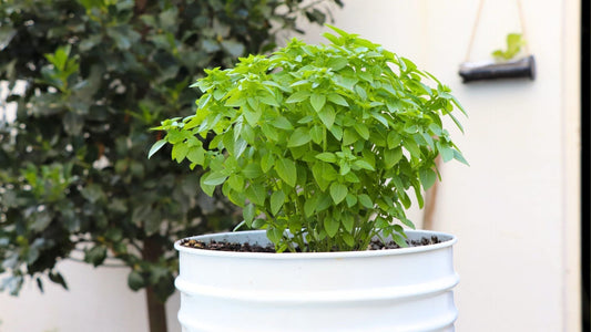planta de albahaca repelente de mosquitos