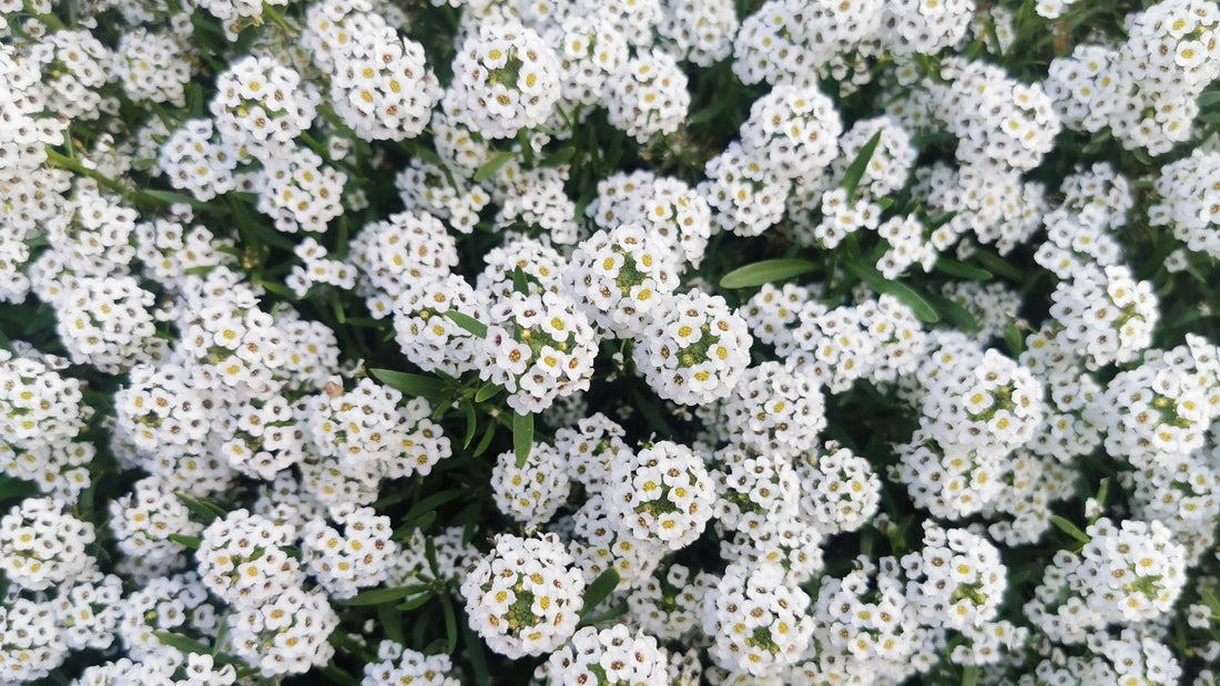 comprar maceta de lobularia maritima para tu huerto o jardín