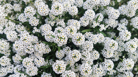 comprar maceta de lobularia maritima para tu huerto o jardín