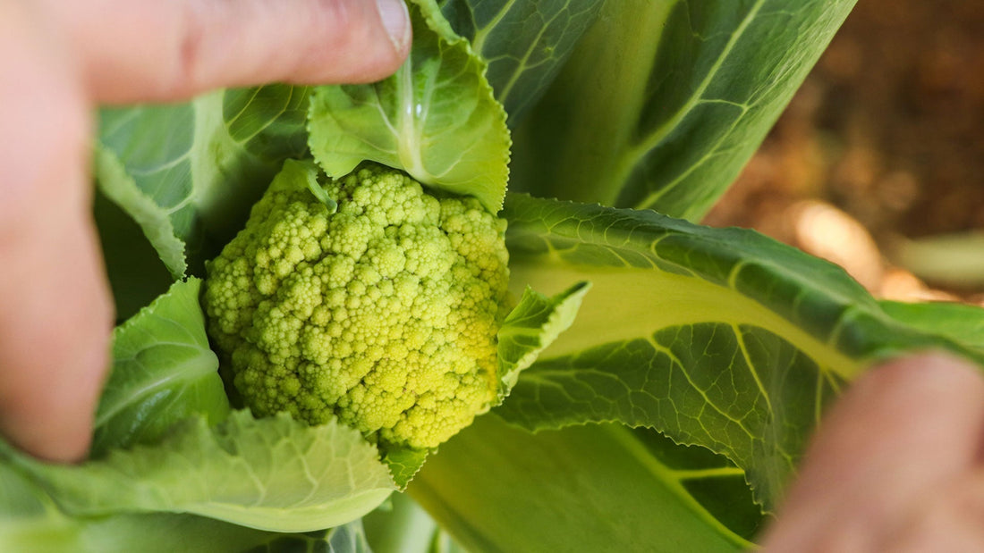 Qué Plantar en Noviembre: Cultivos de Otoño e Invierno