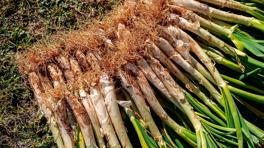 como plantar calçots paso a paso en tu huerto