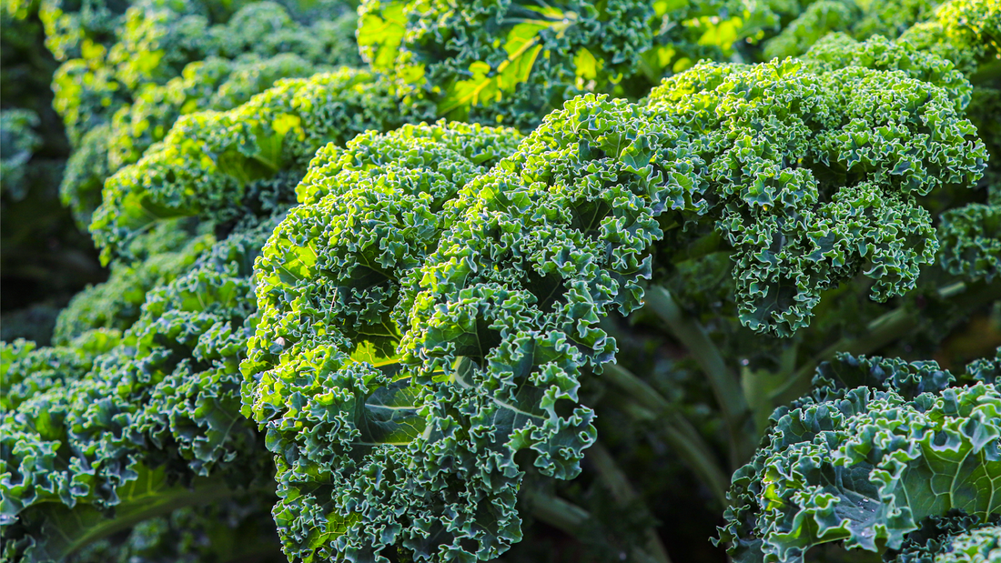 ¿Qué es la Col Kale, cómo cultivarla y para qué sirve?