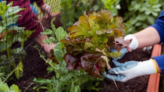 Cosechar lechugas en huerto de temporada