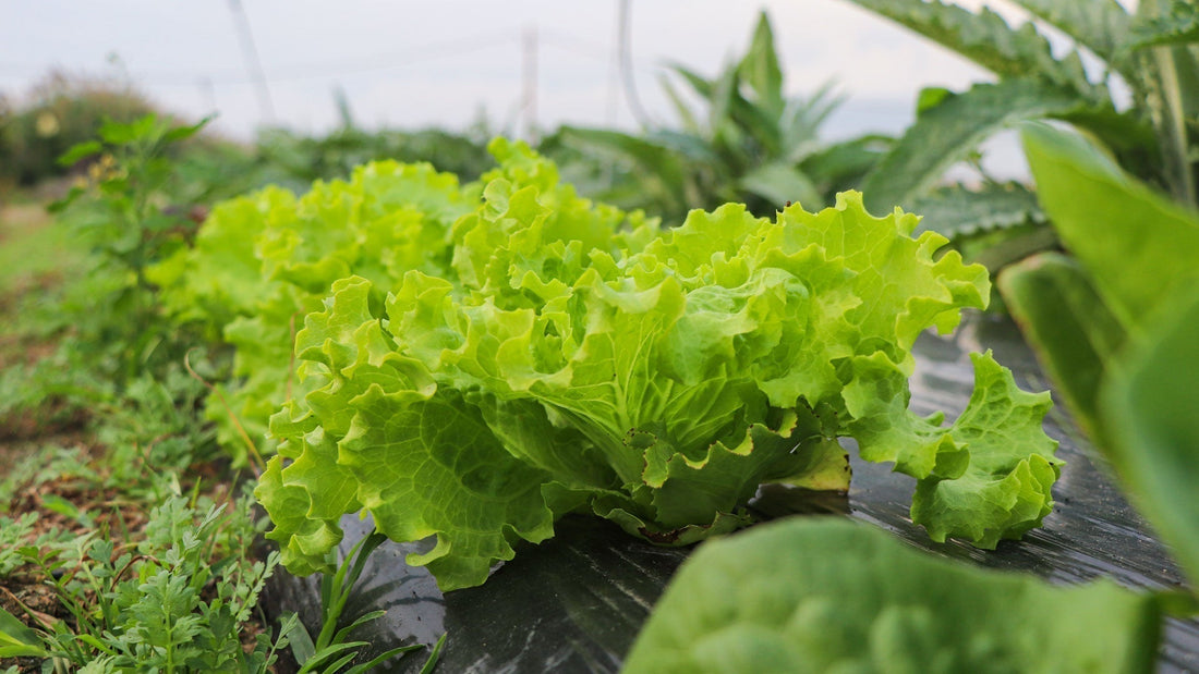 5 Consejos para tu Huerto en Invierno