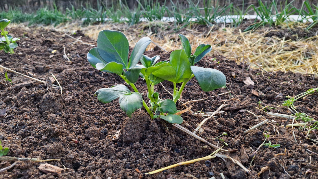 Planta de haba para huertos caseros y urbanos