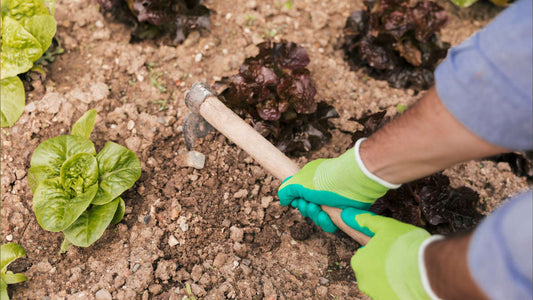 cultivo de lechugas en huerto casero