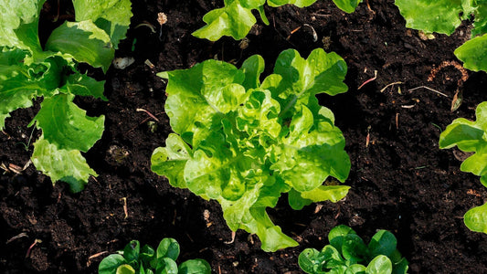 Qué Plantar en Septiembre: Guía de cultivos para el huerto de otoño