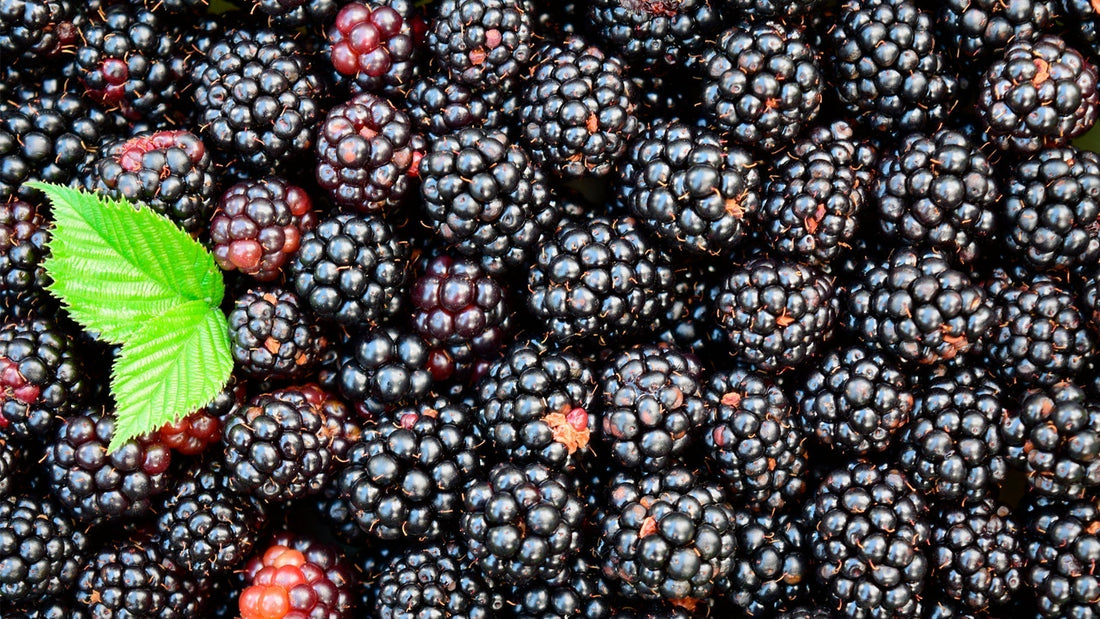 como hacer mermelada de moras casera