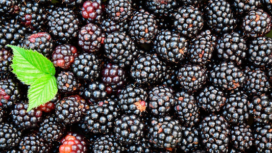 como hacer mermelada de moras casera