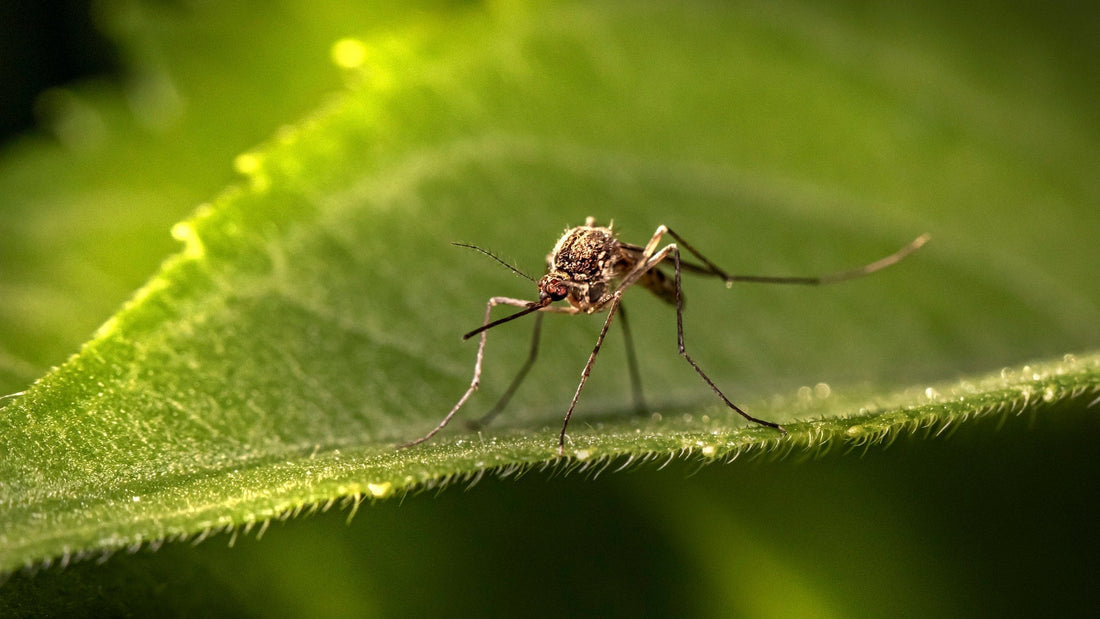 como eliminar mosquitos de mi casa de forma natural