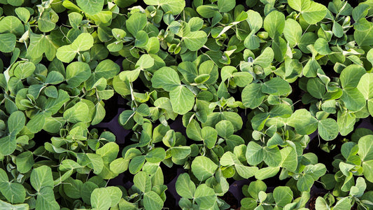 Plantas de guisante para el huerto