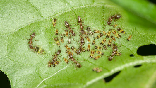 plaga cultivos de primavera hormigas