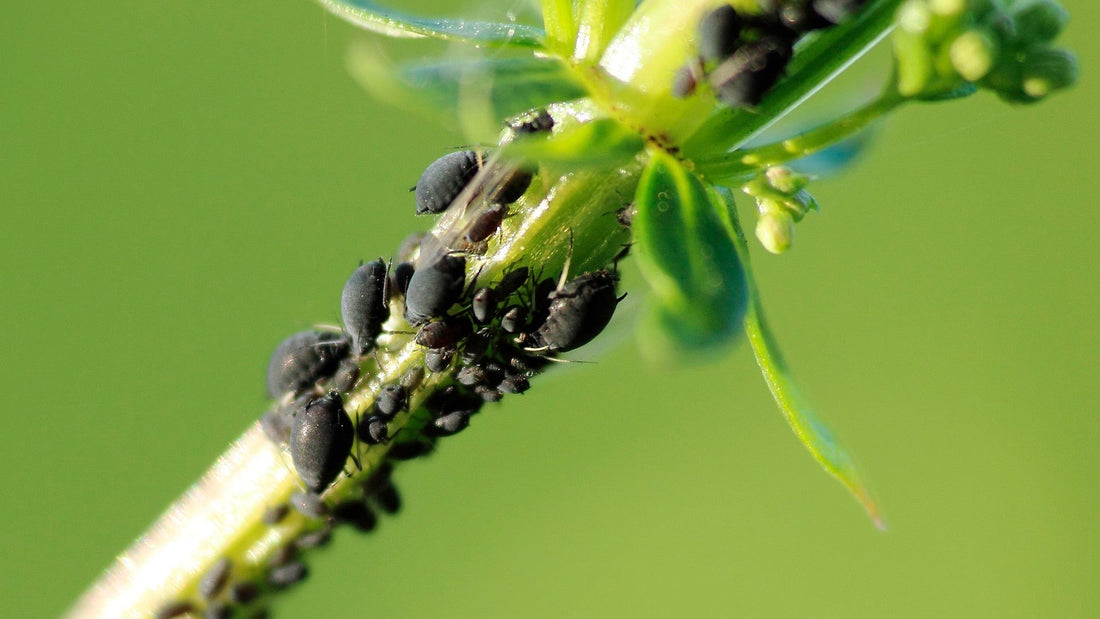 Cómo eliminar el Pulgón de tu Huerto de forma natural