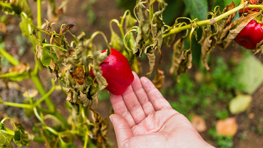 planta de pimientos muerta o enferma