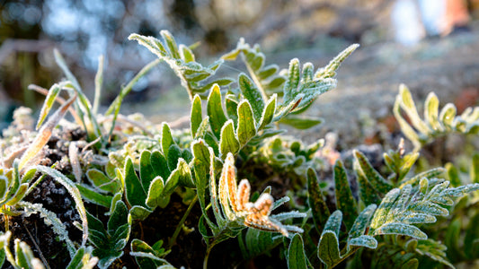 Errores Comunes al Cultivar en Invierno y Cómo Evitarlos