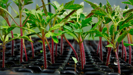 semillero de plantas de tomate en primavera