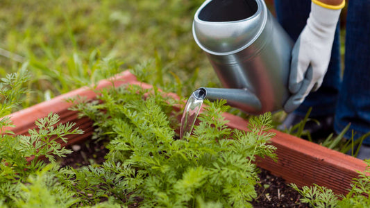 regar plantas del huerto