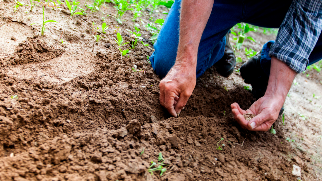 ¿Qué cultivar en invierno? Descubre todo lo que puedes plantar