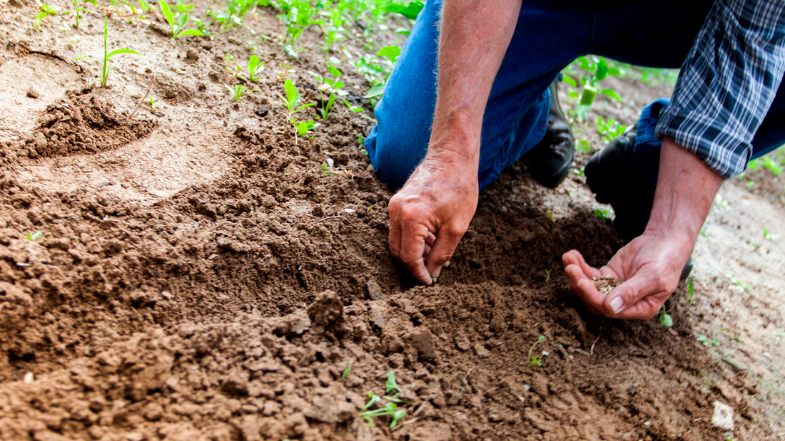 cultivar en huerto doméstico