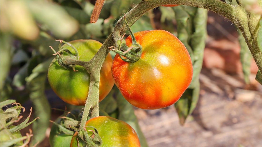 tomate tradicional variedad autóctona