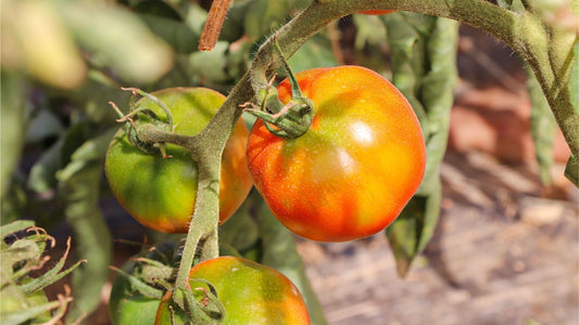 tomate tradicional variedad autóctona