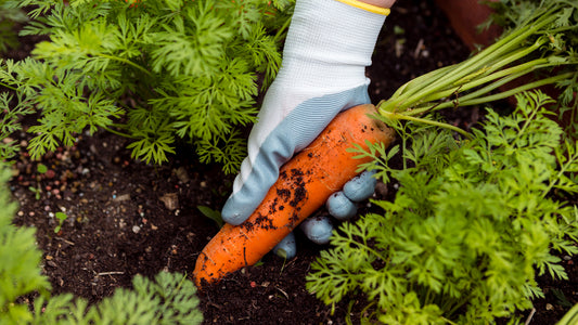 Guía Completa para Cultivar Zanahorias en Casa